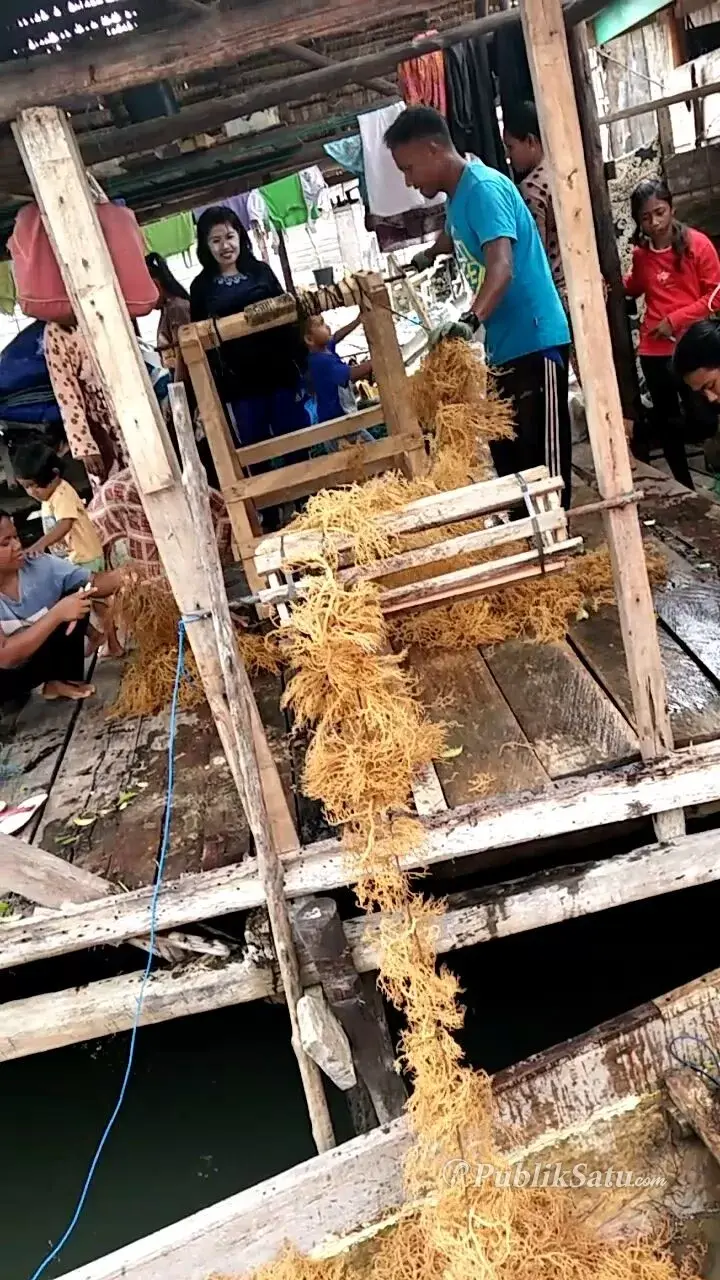 Sampolawa Pilot Projek Budidaya Rumput Laut, Diharapkan jadi Penyuplai Bibit