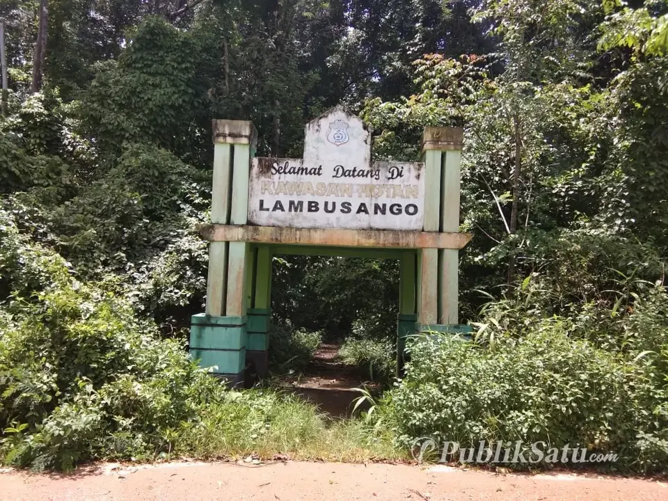 Tiap Tahun 340 Peneliti Asing Masuk ke Hutan Lambusango Buton