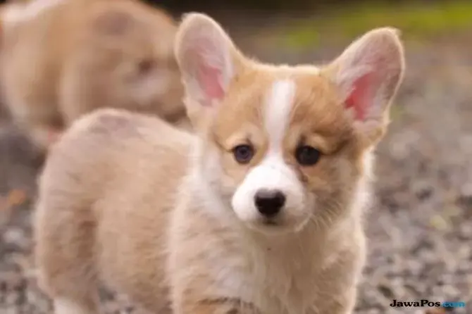 Satpam Perkosa Anjing Liar yang Baru Saja Melahirkan