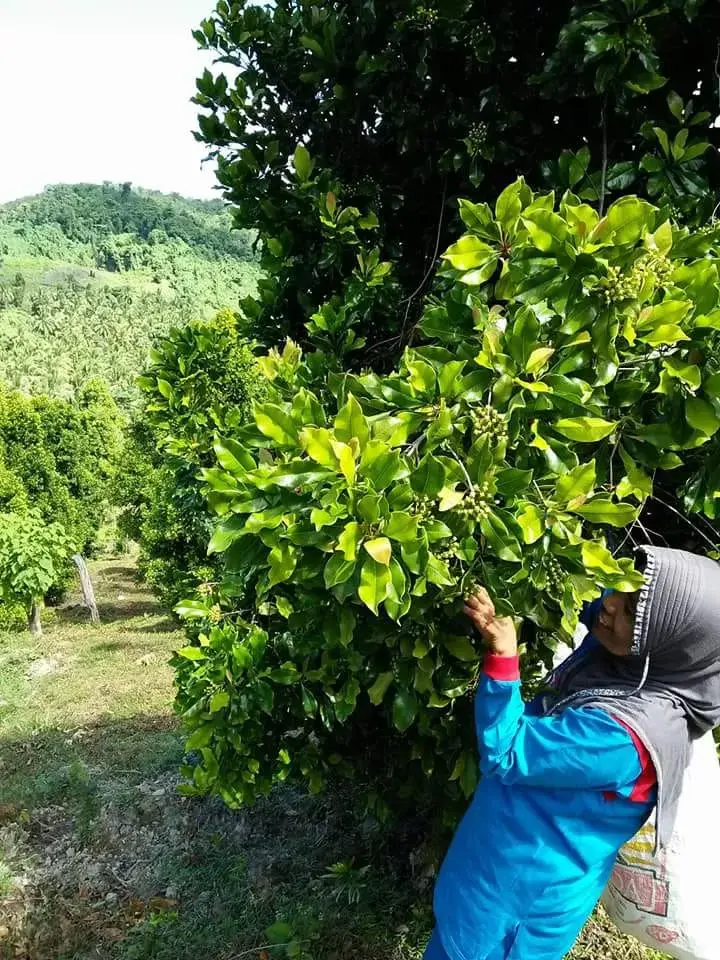 Petani Butur Menunggu Harga Cengkih Naik