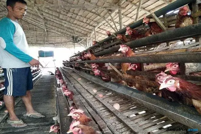 Tekan Harga Pakan Unggas, Kementan Distribusikan Jagung ke Peternak