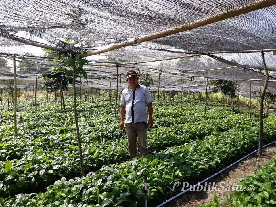 Pemdes Tumburano Canangkan Budidaya Kopi Robusta