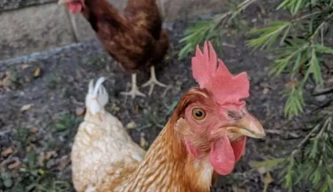 Busel Keciprat 77 Ribu Bibit Ayam