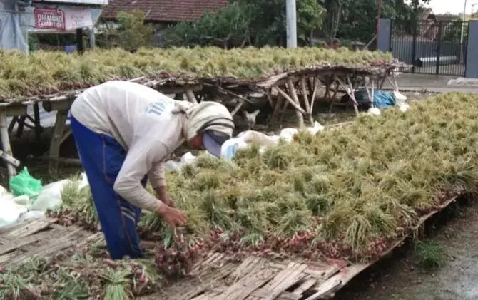 25 Hektar Lahan di Buton Dapat Bantuan Benih Bawang Merah