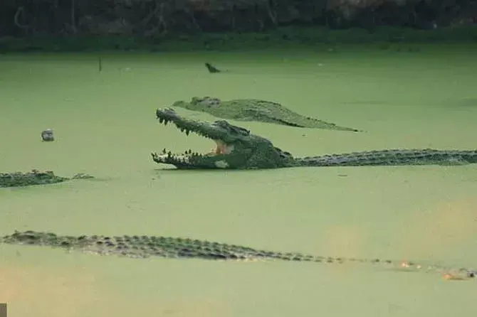 Warga Buton Tangkap Buaya 4 Meter di Sungai Umalaoge