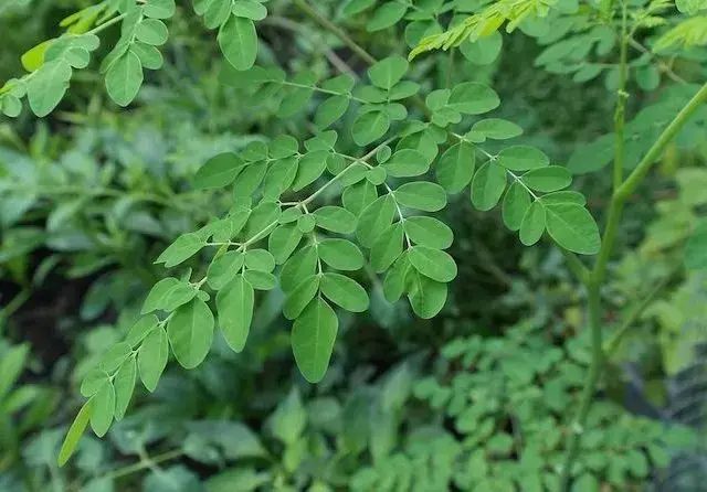 Daun Kelor Bisa Cegah Penularan Virus Korona