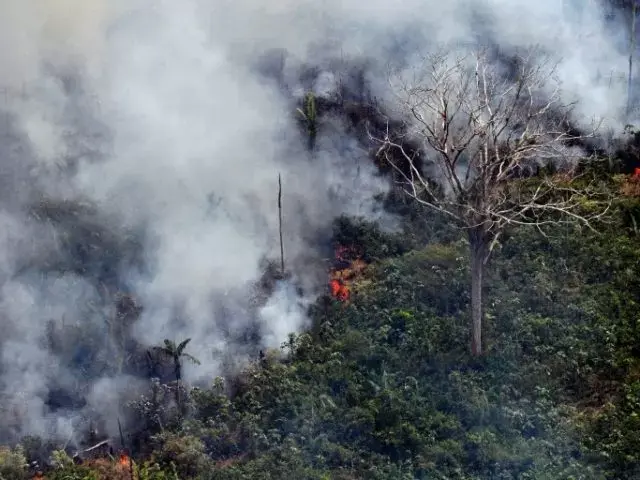 Kebakaran Hutan Amazon yang Bikin Dunia Resah
