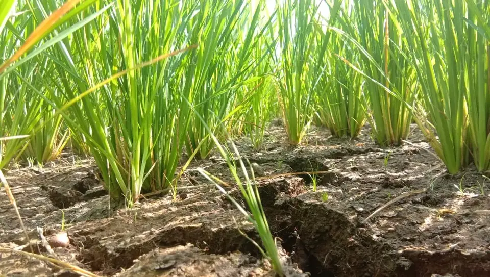 Sawah Mengering, Petani Baubau Resah