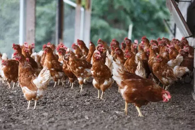 Kementan Bantu 53.500 Ayam Buras ke Warga