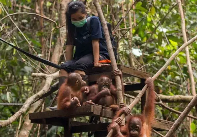 Kebakaran Hutan dan Lahan, Habitat 3.000 Orang Utan Terancam Musnah