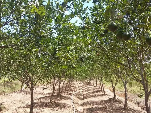 Agrowisata Petik Buah Jeruk Dongkrak Pendapatan Petani