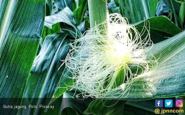Jangan Dibuang, Ini Sepuluh Manfaat Sutra Jagung untuk Kesehatan