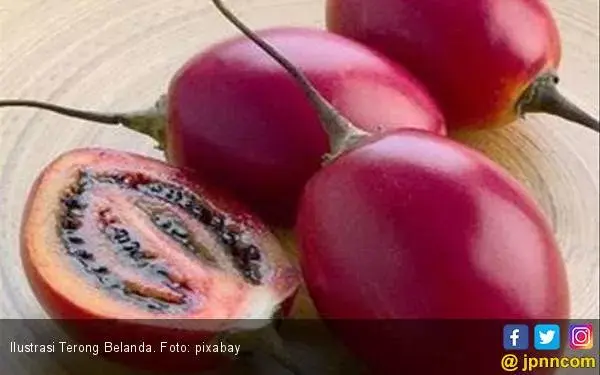 Sembilan Manfaat Terong Belanda, dari Penurun Berat Badan Hingga Cegah Kanker