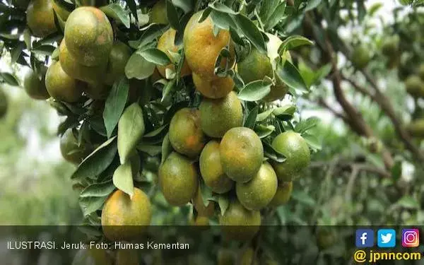 Kaya Vitamin C, Jeruk Juga Bisa Menurunkan Risiko Kanker