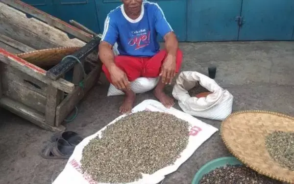 Musim Kemarau Membawa Berkah Bagi Petani Kopi
