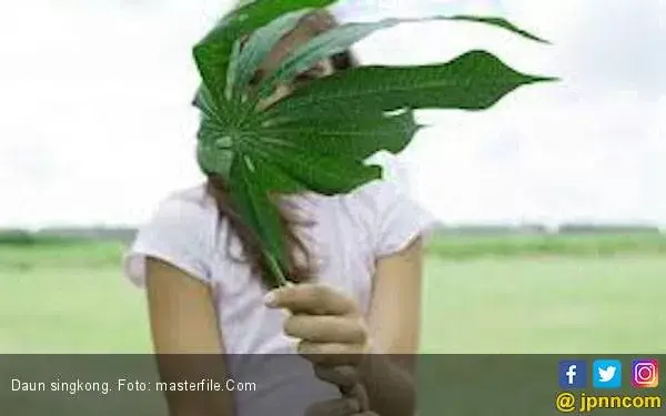 Catat Resep Mujarab dari Daun Singkong, Bisa Turunkan Demam