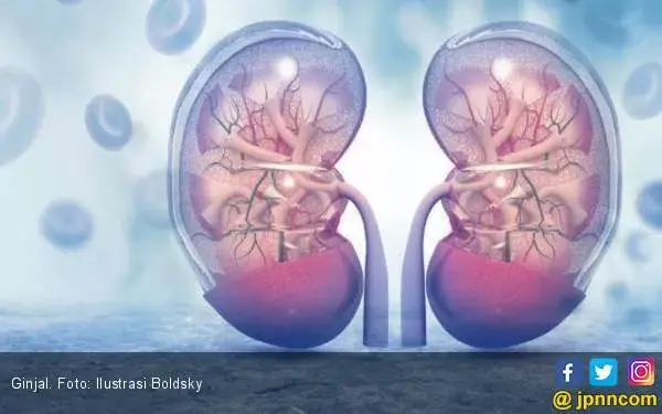 Sering Minum Susu Penambah Berat Badan, Amankah bagi Ginjal?