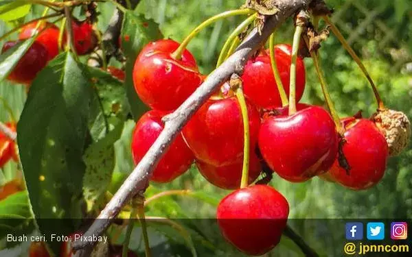 Sebelas Manfaat Jus Ceri untuk Kesehatan yang Perlu Kamu Ketahui