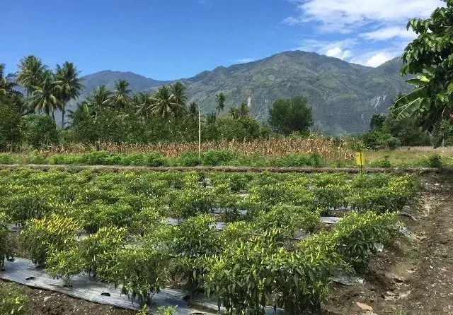 Sulteng Didorong Jadi Pemasok Cabai Indonesia Timur