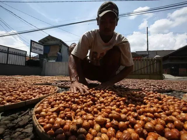 Buton Dikembangkan jadi Daerah Penghasil Pala
