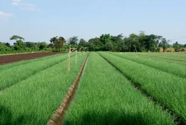 Lapandewa Jadi Sentra Pengembangan Bawang Merah di Sultra