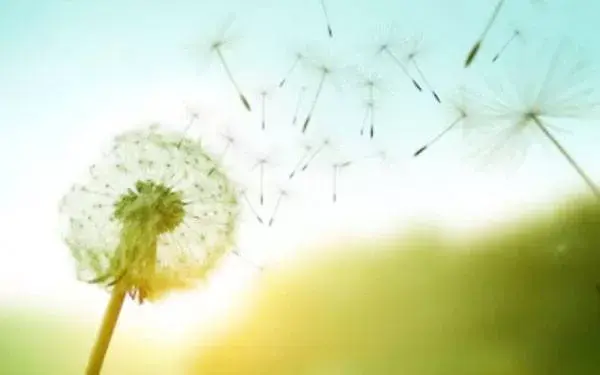 Manfaat Teh Dandelion untuk Kesehatan Kulit Hingga Liver