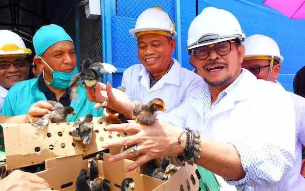Mentan SYL Dorong Pembibitan Ayam Kampung Berbasis Pemberdayaan Masyarakat