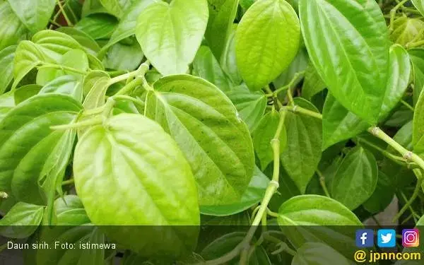 Atasi Keputihan Membandel dengan Rebusan Daun Sirih