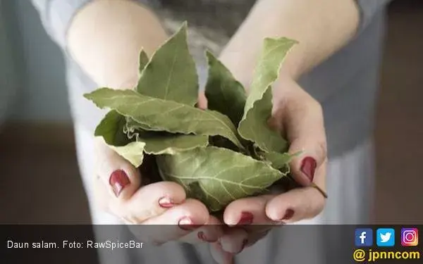 Ketahui Enam Khasiat Daun Salam untuk Menjaga Kesehatan