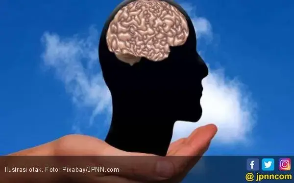 Tingkat Stres Yang Tinggi Menyebabkan Otak Menyusut?