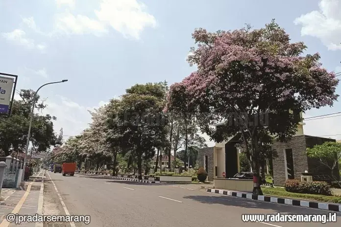 Wow, Keren! Tabebuya Bermekaran di Magelang
