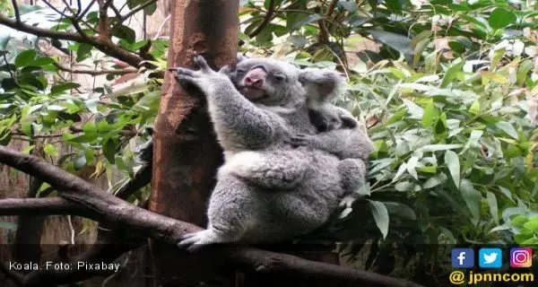 Setengah Populasi Koala New South Wales Tewas Akibat Karhutla