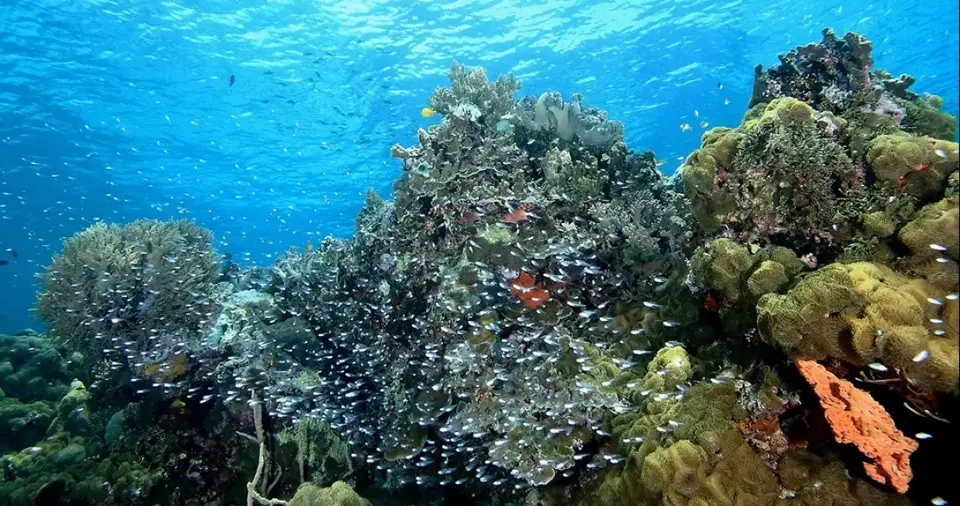 Wakatobi, Destinasi Bawah Laut Terindah di Dunia