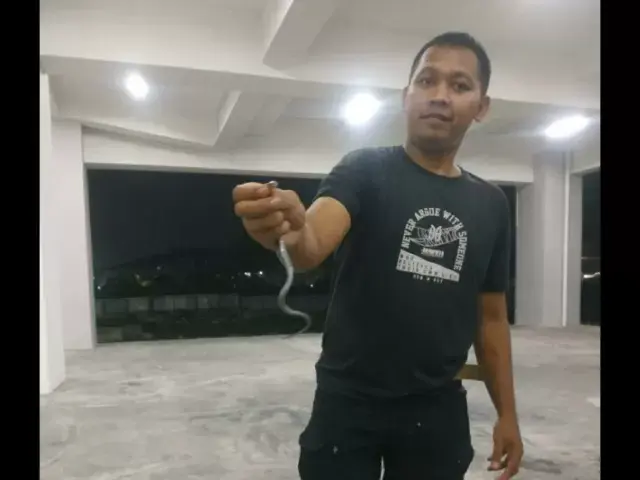 Penemuan Ular Kobra Resahkan Warga Jakbar dan Jaksel