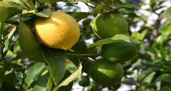 Ketahuilah, Ini Manfaat Lemon Myrtle Bagi Kesehatan