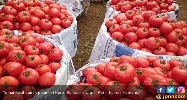 Benarkah Tomat Bisa Meningkatkan Kualitas Air Mani?