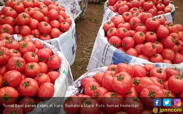 Benarkah Makan Tomat Bisa Meningkatkan Kesuburan Pria?