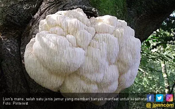 Rendah Kalori, Ini 4 Manfaat Jamur Bagi Diabetesi