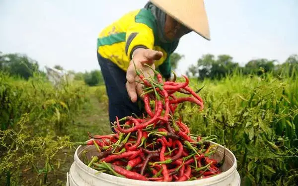 Lima Manfaat Mengonsumsi Cabai
