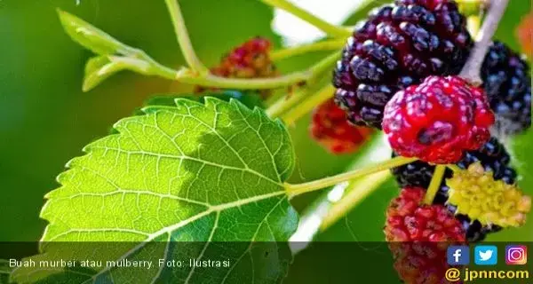 Lembabkan Kulit Wajah dengan Sari Buah Murbei