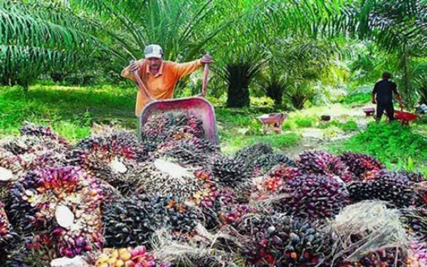 Diancam Pemerintah, Importir India Setop Beli Sawit Malaysia