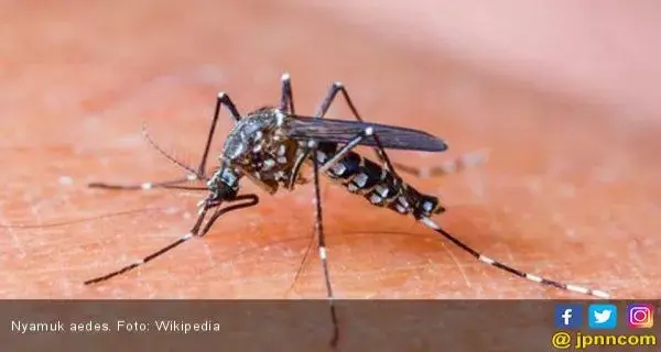 Waspada! Nyamuk Penyebab DBD juga Menyerang di Sore Hari