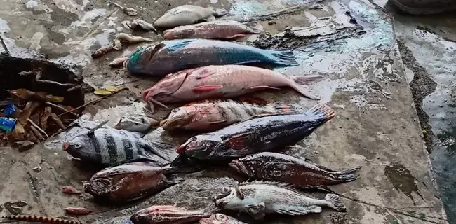 Ikan Di Maluku Utara Mati Massal, Begini Penjelasan Ilmiahnya