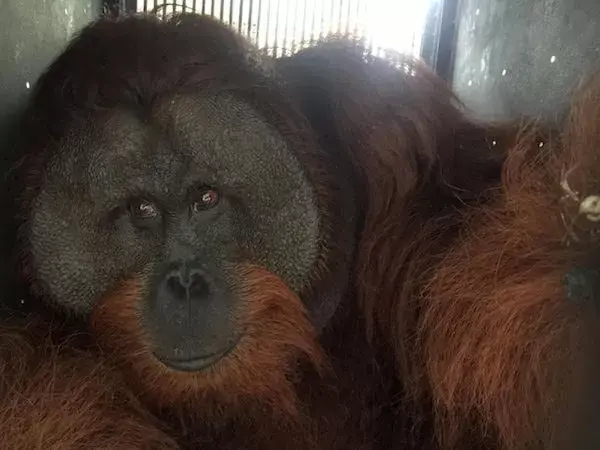 Thailand Bakal Pulangkan Orang Utan Selundupan ke Indonesia