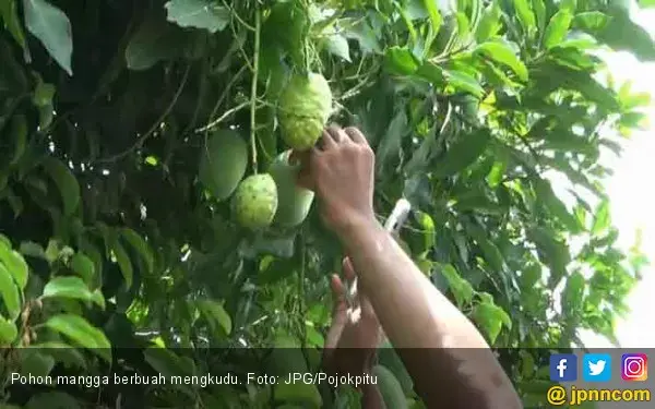 Ini 3 Manfaat Mengkudu untuk Kulit Wajah