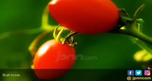 Gunakan Sari Tomat untuk Membuat Bibir Merah Merekah