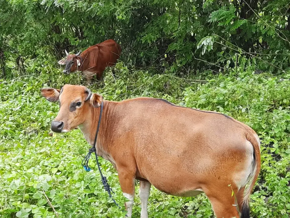 Polisi Tangkap Dua Tersangka Pencurian Sapi di Buton
