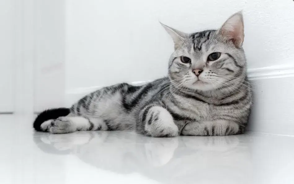 Apakah Kucing Bisa Terinfeksi Covid-19? Ini Fakta dan Tipsnya