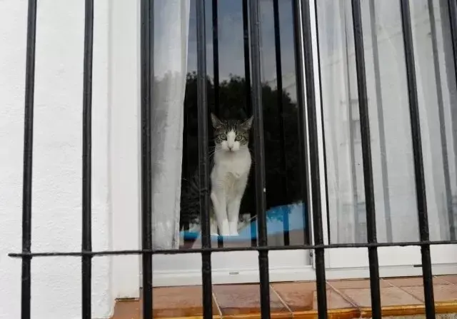 Selain Kucing, Waspada Hewan Lainnya yang Rentan Terinfeksi Korona