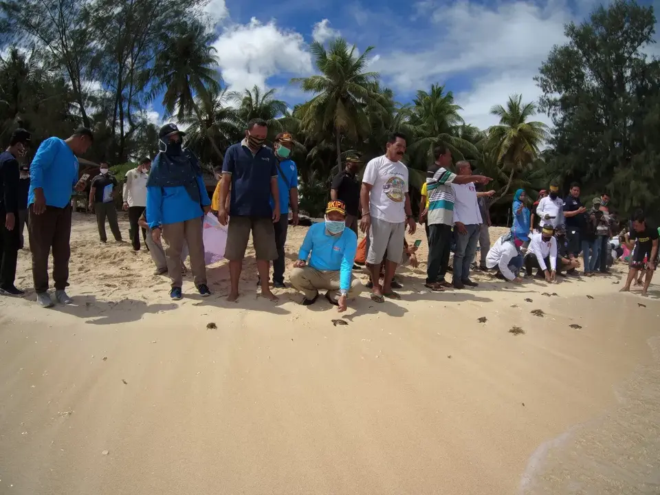 BKIPM Baubau Lepas 60 Ekor Anak Penyu di Pantai Cemara Wakatobi